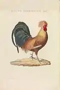 Gallus domesticus mas. (Coq), planche 240