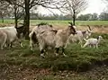 Chèvres néerlandaises.