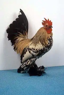 Coq Sabelpoot