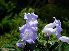 Le Neelakurinji est une fleur emblématique des Ghats.