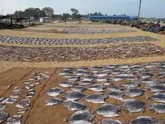 Bonites séchées au Sri Lanka