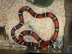 Description de l'image Nelson's milksnakes het female bah (2).jpg.