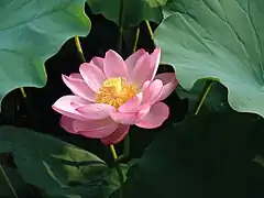 Lotus (Nelumbo nucifera, Nymphaeales, Nelumbonaceae)