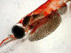 La tête d'un krill femelle de l'espèce Nematoscelis difficilis avec son sac à couvée. Les œufs ont un diamètre de 0,3 à 0,4 mm (0,012 à 0,016 in).