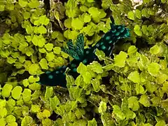 Halimeda opuntia (avec une Nembrotha cristata)