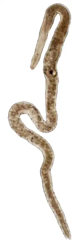 Description de l'image Nemertinoides elongatus.png.