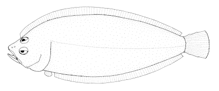 Neoachiropsetta milfordi, un Achiropsettidae