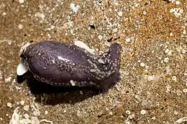 Neoamphicyclus materiae (Bunurong Marine National Park)