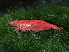 Neocaridina heteropoda var. red (Fire Red)