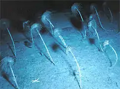 Forêt de Neocrinus decorus (Isocrinidae) à 400 m de profondeur aux Bahamas.