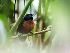 Description de l'image Neoctantes niger - Black Bushbird - female (cropped).jpg.