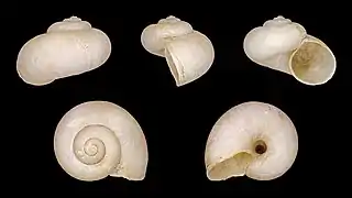 Neocyclotus dysoni sallei (Neocyclotidae)
