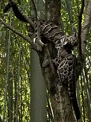 Deux jeunes panthères jouant dans un arbre.