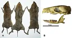 Description de l'image Neohylomys hainanensis (10.3897-zookeys.795.28218) Figure 2.jpg.