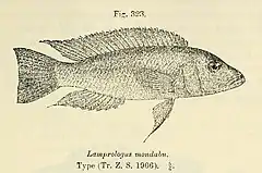 Description de l'image Neolamprologus mondabu.jpg.