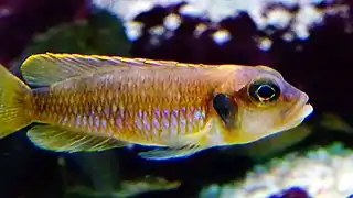 Neolamprologus ocellatus "gold" mâle en aquarium