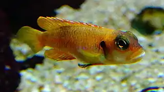 femelle N. ocellatus "gold/orange"