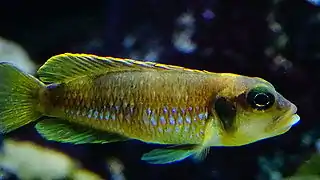 mâleN. ocellatus "gold/orange"