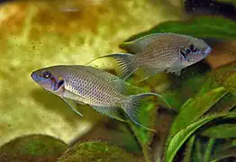 Neolamprologus olivaceous couple en aquarium