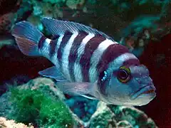 Neolamprologus sexfasciatus