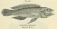 Description de l'image Neolamprologus tetracanthus.jpg.