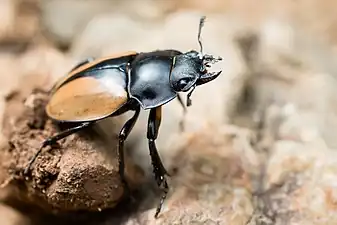 Neolucanus parryi, parc national de Kaeng Krachan, Thaïlande