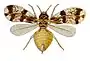 Insecte dessiné en couleur. Son corps est beige et ses ailes brunes et blanches.