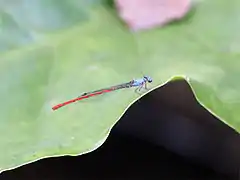 Neoneura sylvatica