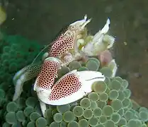 Le crabe porcelaine (Neopetrolisthes maculatus) vit dans les anémones.