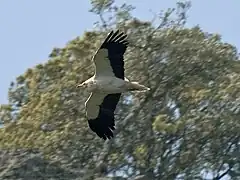 Photo de vautour