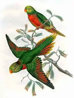 Description de l'image Neopsittacus pullicauda.jpg.