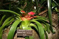 Description de l'image Neoregelia compacta.jpg.