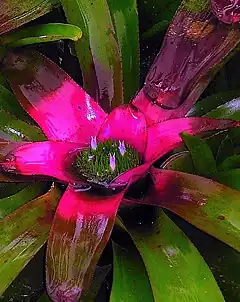 Description de l'image Neoregelia coriacea.jpg.