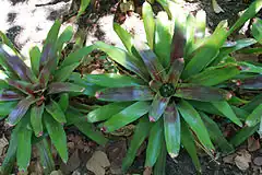 Description de l'image Neoregelia farinosa Jardín botánico de Valencia (1).JPG.