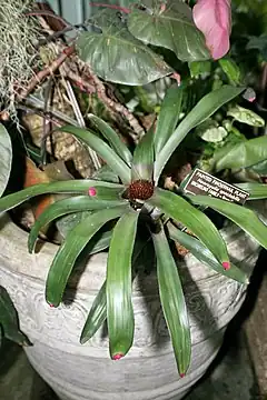 Description de l'image Neoregelia spectabilis 1.jpg.