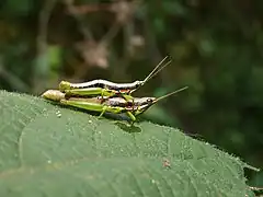 Description de l'image Neorthacris in Nayikayam Thattu.jpg.