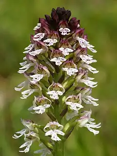 Inflorescence d'orchis brûlé.