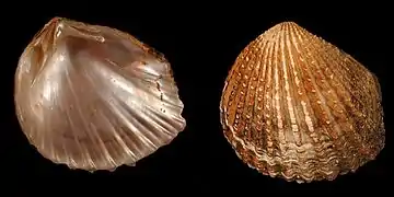 Sea shells used to clean up heavy metals