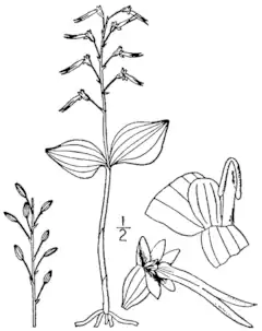 Description de l'image Neottia bifolia (as Ophrys australis) BB-1913.png.