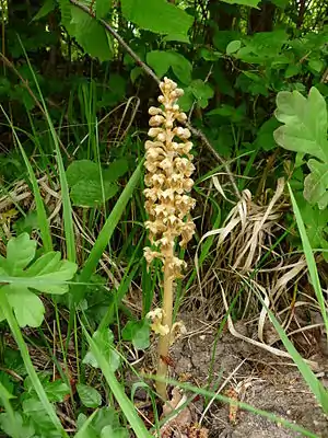 Neottia nidus-avis à Charmes-la-Côte, en forêt, en bordure de chemin.