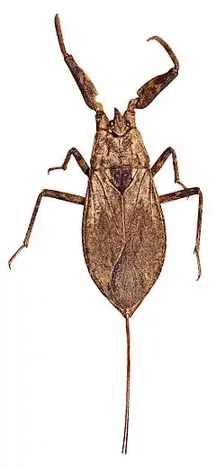 Nepidae: Nepa cinerea