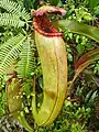 Plante carnivore Nepenthes bokorensis