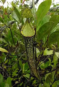 Description de l'image Nepenthes gracillima1.jpg.