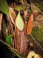 Nepenthes gymnanphora