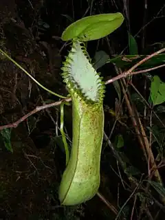 Description de l'image Nepenthes_hamata_upper_pitcher.jpg.