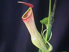 Description de l'image Nepenthes khasiana.jpg.