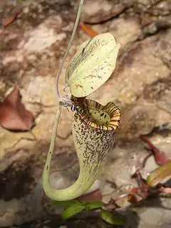 Une fourmi marchant sur une Nepenthes rafflesiana