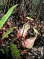 Nepenthes rafflesiana  var. nivea