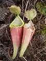 Nepenthes sumatrana en gros plan