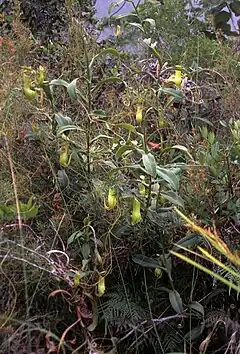 Description de l'image Nepenthes vieillardii.jpg.